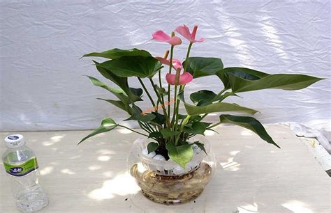 粉掌水種|粉掌水種養護5大技巧